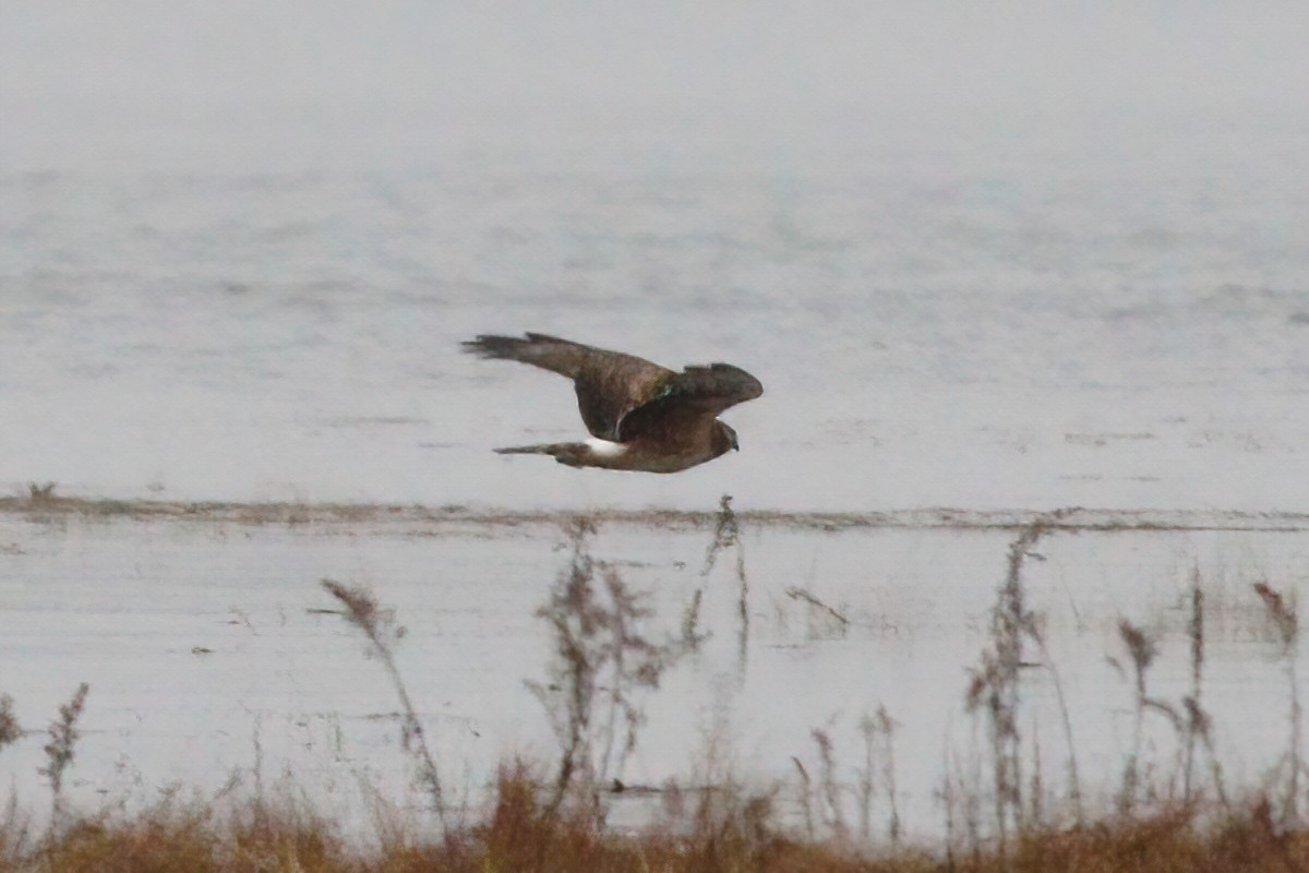 Northern Harrier - ML410870511