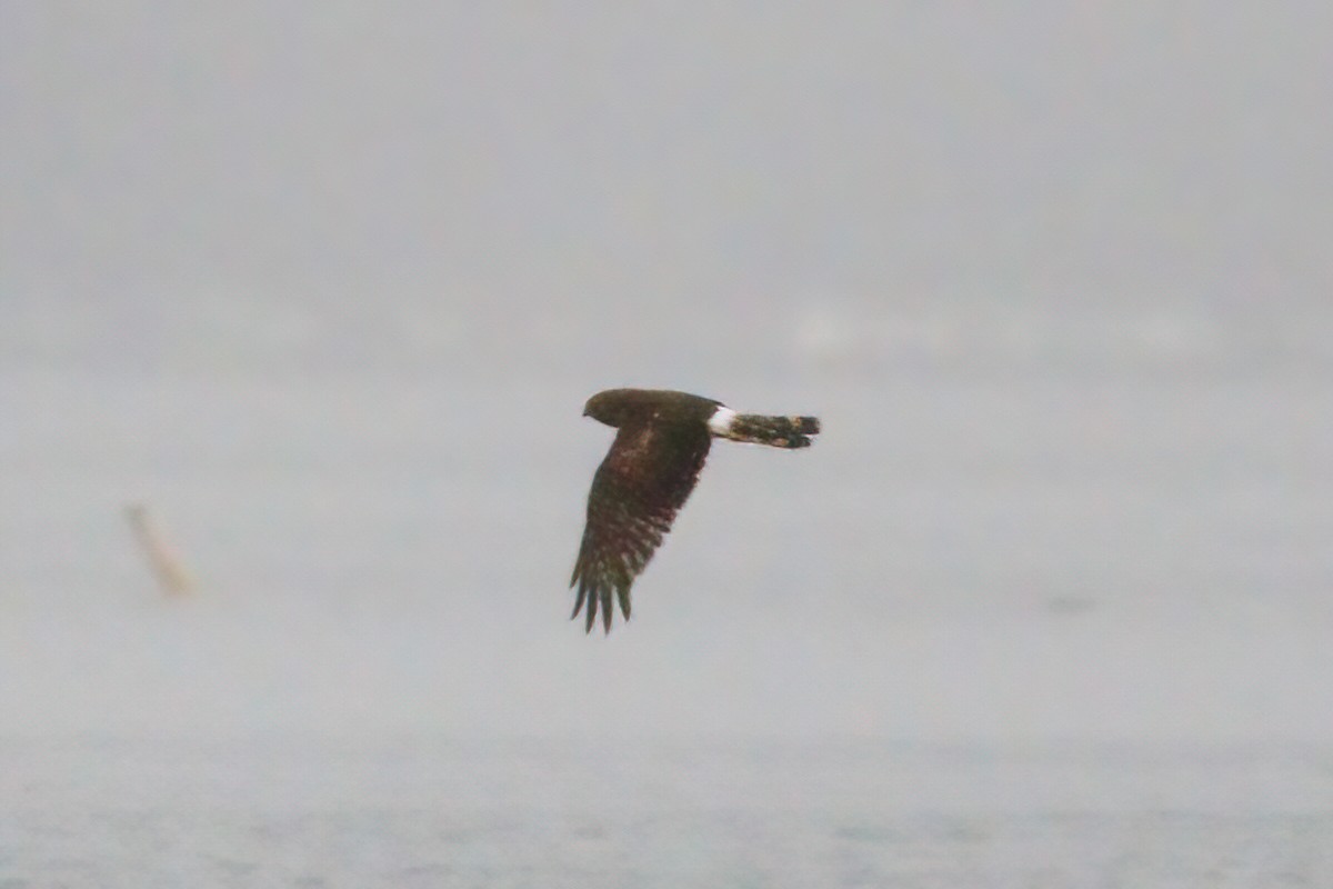 Northern Harrier - ML410870561