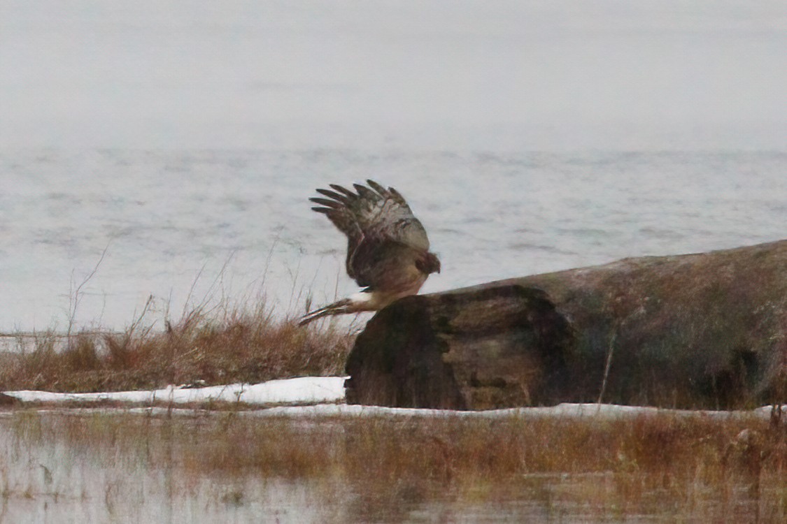 Aguilucho de Hudson - ML410870581