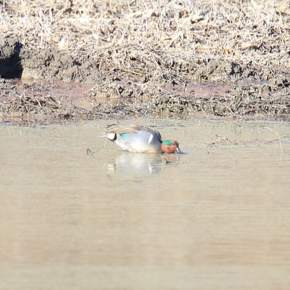 Green-winged Teal - ML410871141