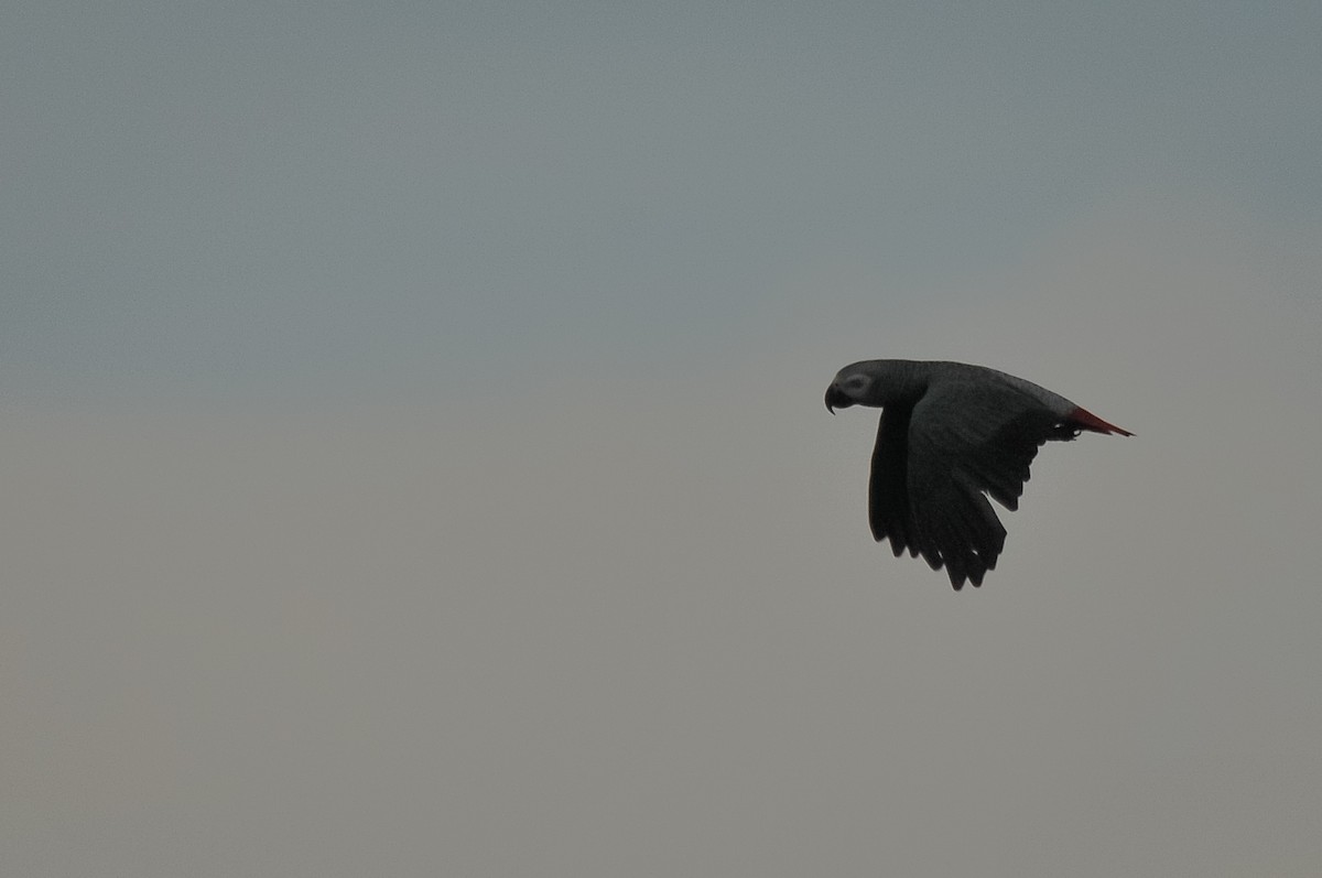 Gray Parrot (Principe) - ML410872901