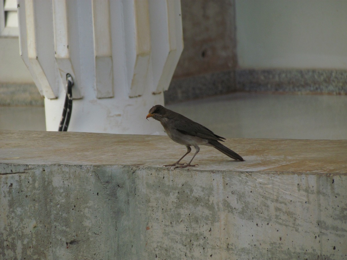 Creamy-bellied Thrush - ML410873281