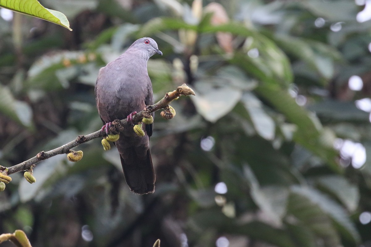Dusky Pigeon - ML410874041