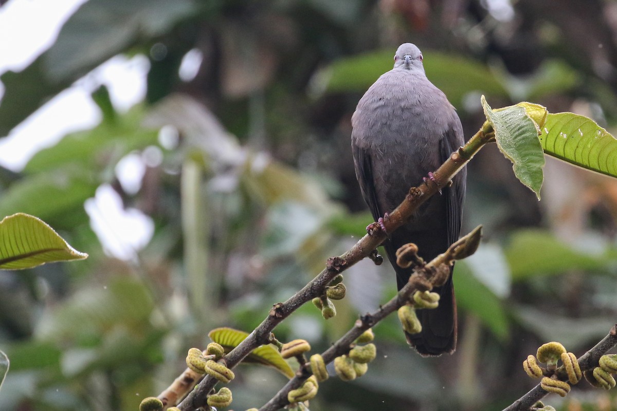 Dusky Pigeon - ML410874051