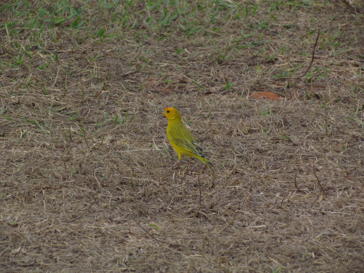 Saffron Finch - Abizai  Chinchilla