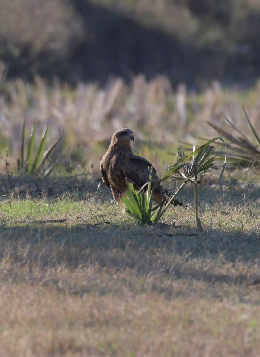 Black Kite - ML410874281