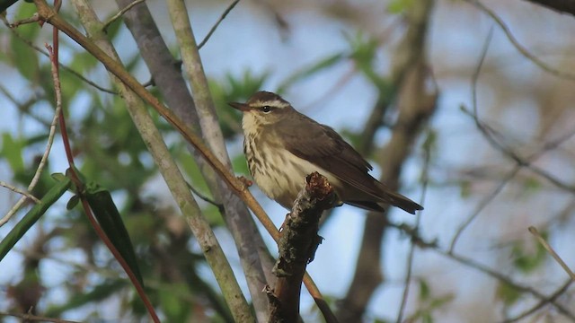 Louisiana Waterthrush - ML410874921