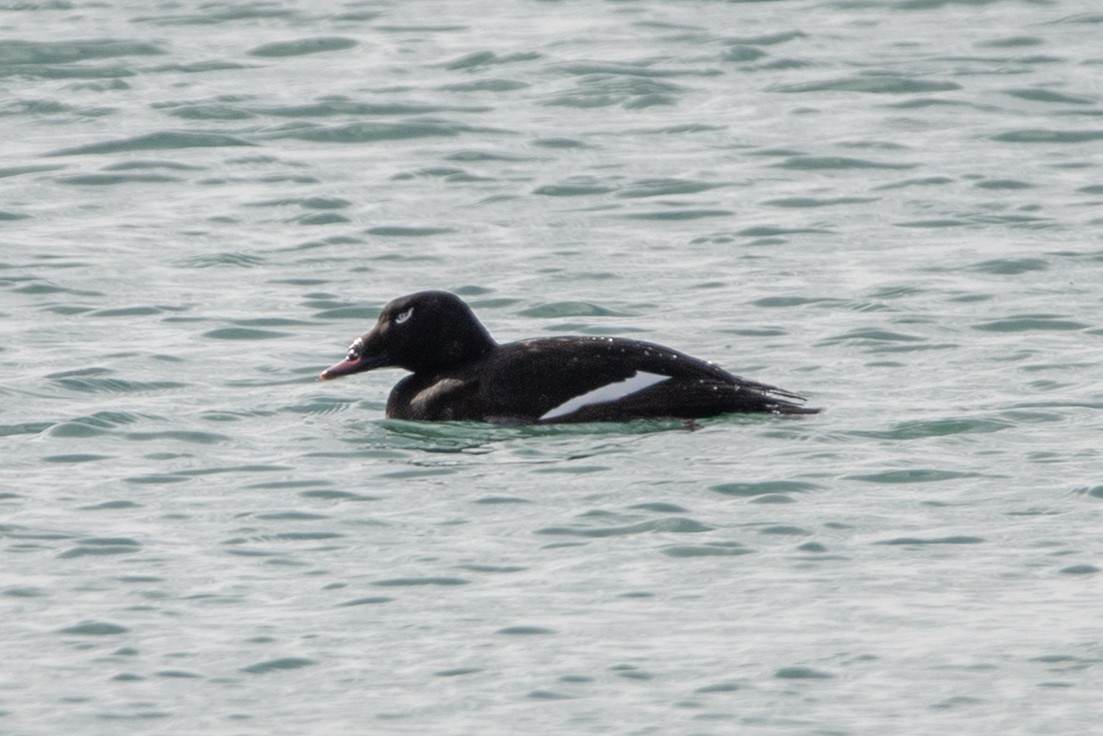 White-winged Scoter - Rob  Sielaff