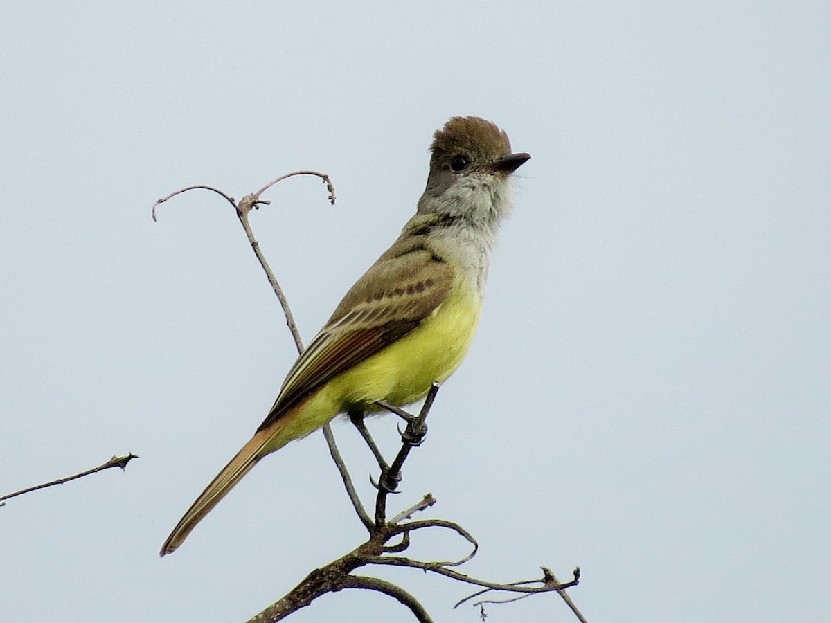 Nutting's Flycatcher - ML41087841