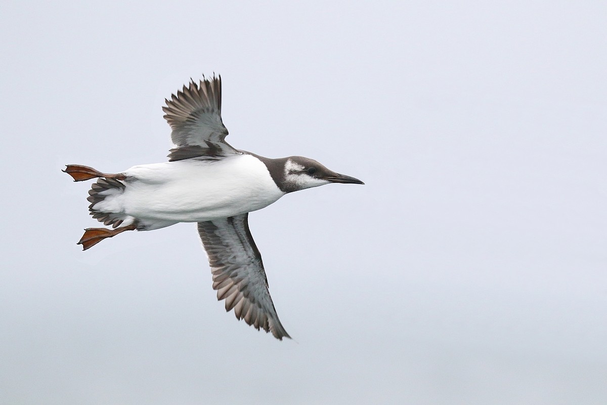 Common Murre - Marcin Dyduch