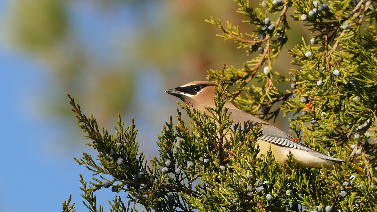 Cedar Waxwing - Avery Fish