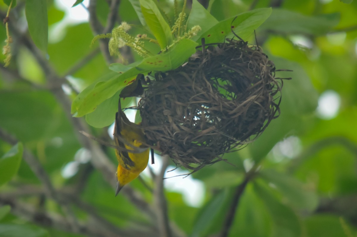 Principe Golden-Weaver - Augusto Faustino