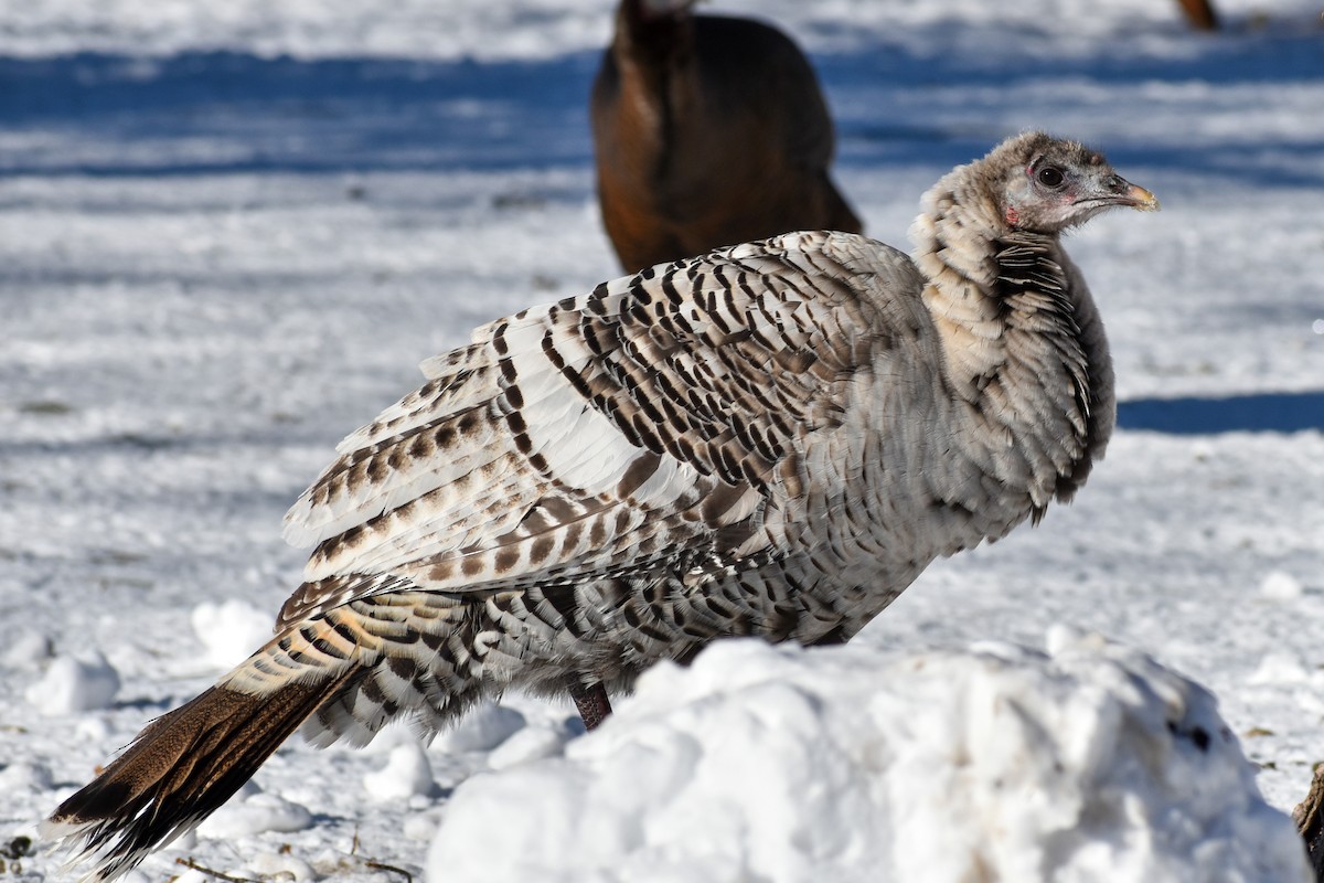 シチメンチョウ - ML410885491