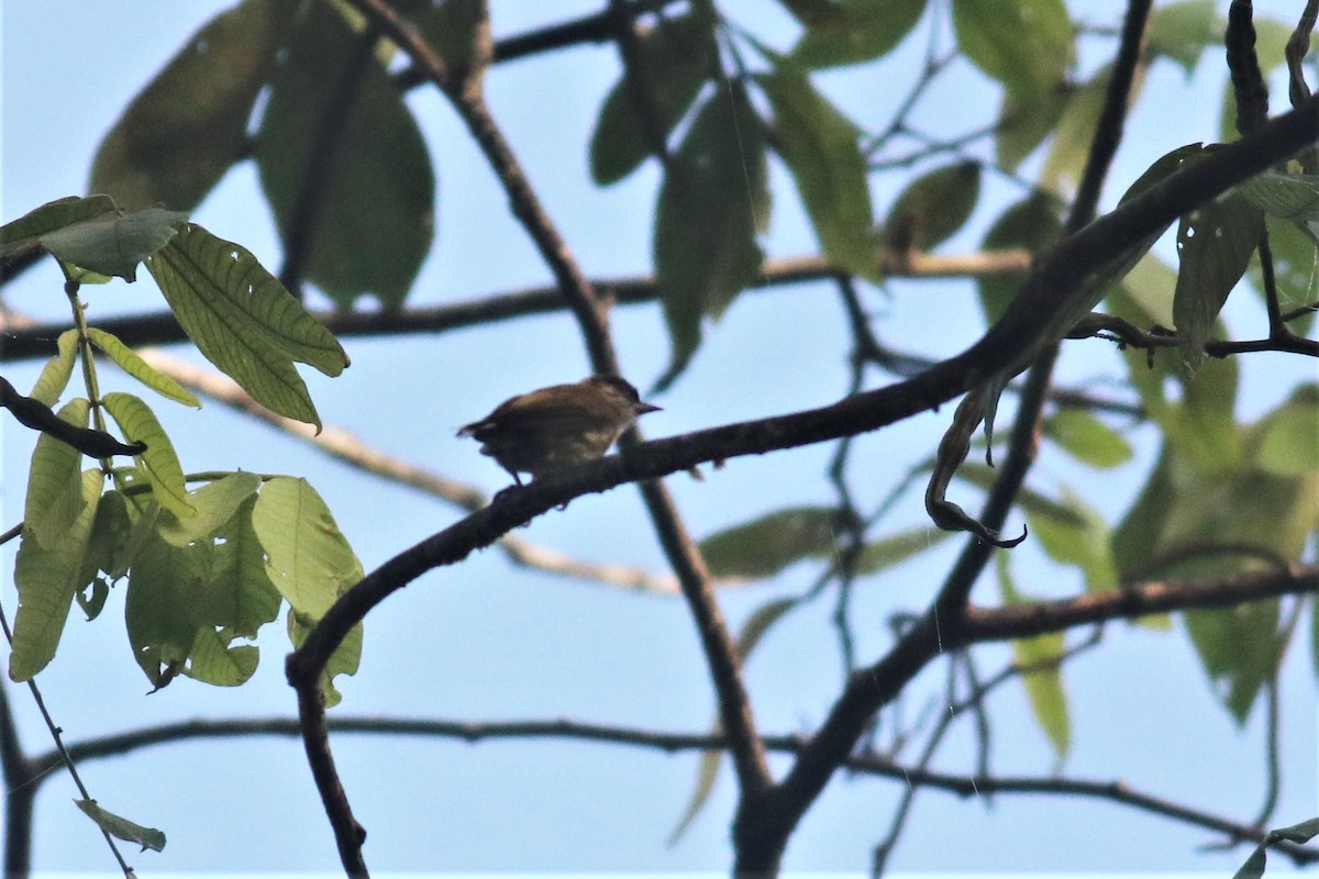 Olivaceous Piculet - ML410886071