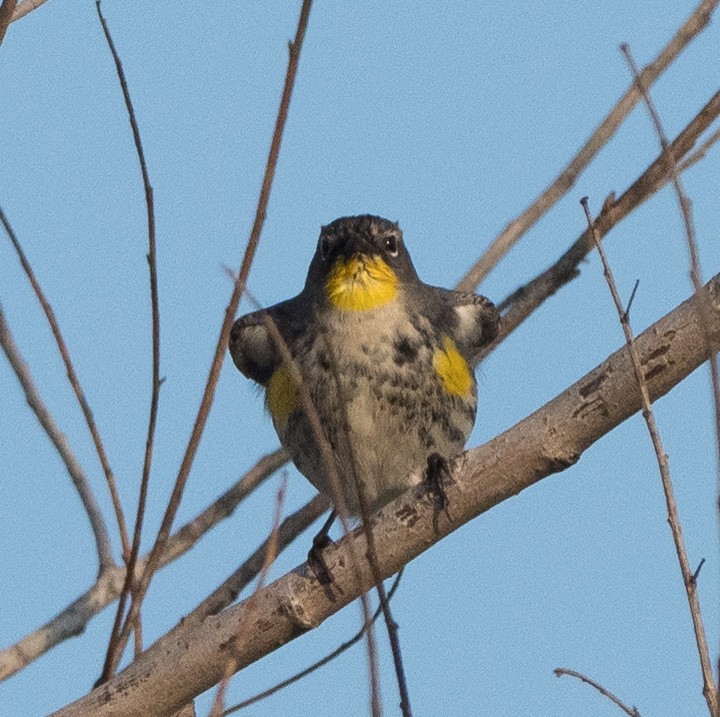 Yellow-rumped Warbler (Audubon's) - ML410886251