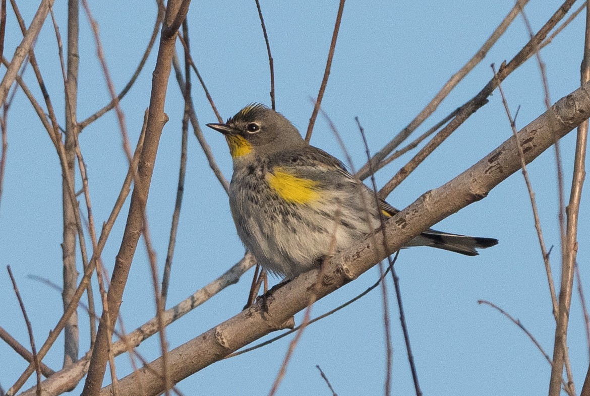 Yellow-rumped Warbler (Audubon's) - ML410886261