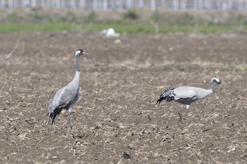 Common Crane - Mehmet ertan Tiryaki