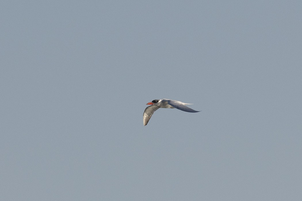 Caspian Tern - Mehmet ertan Tiryaki