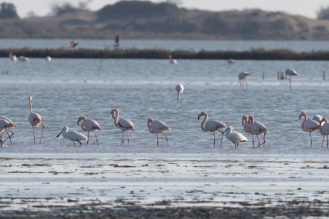 Eurasian Spoonbill - Mehmet ertan Tiryaki