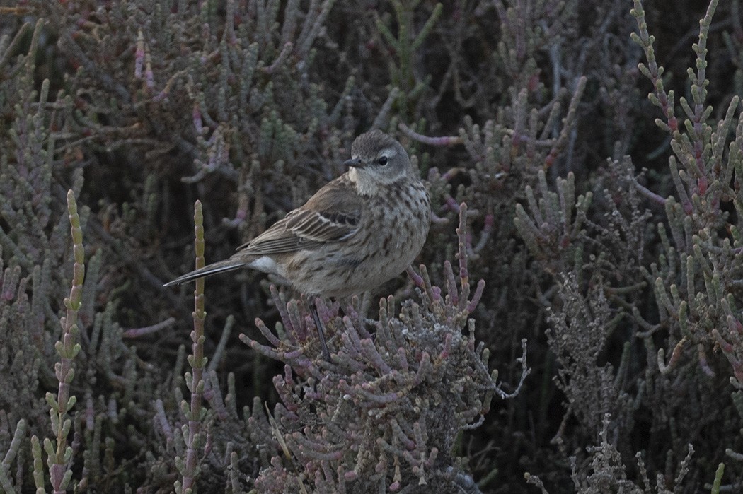 Pipit spioncelle - ML410887761