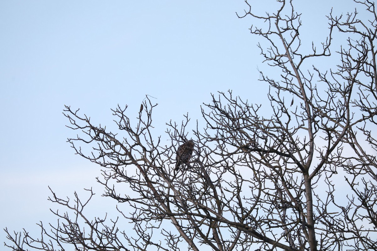 Red-tailed Hawk - Joseph Ryan