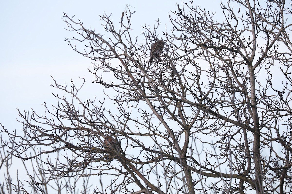 Rotschwanzbussard - ML410888361