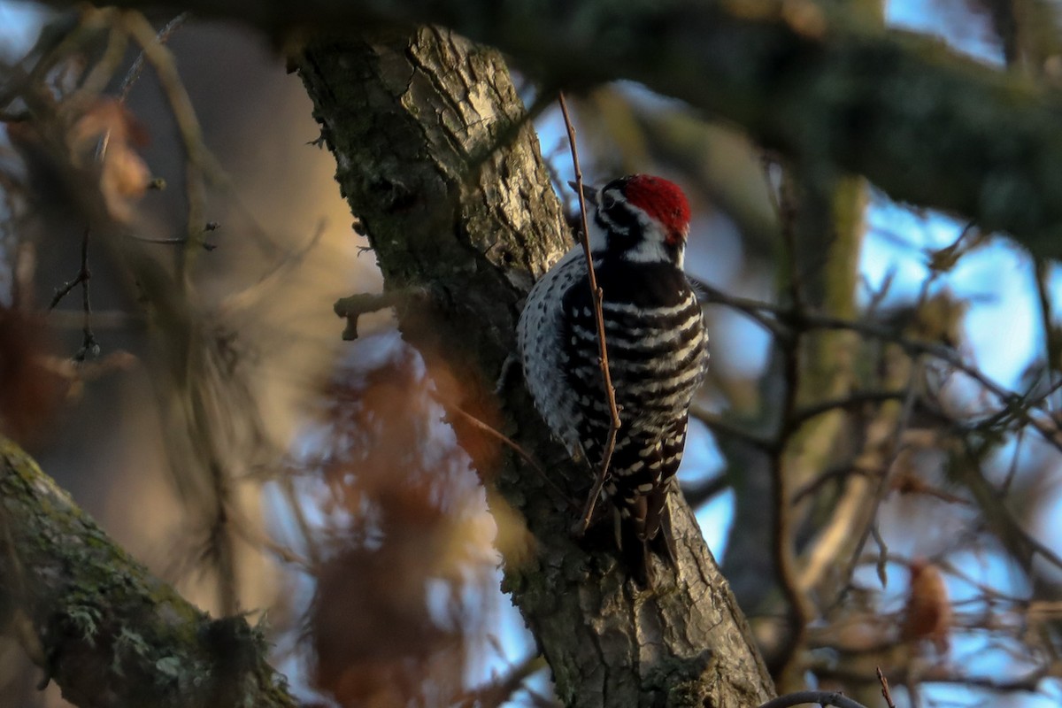 Nuttall's Woodpecker - Joseph Ryan