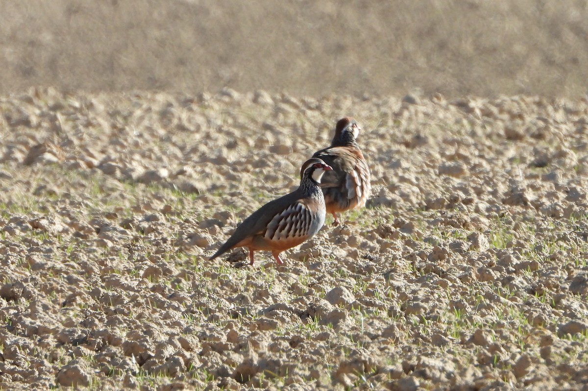 Red-legged Partridge - ML410888721