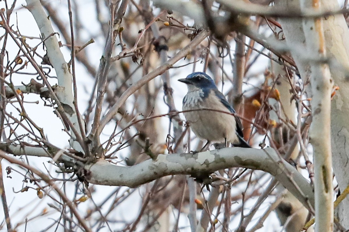 California Scrub-Jay - ML410888861