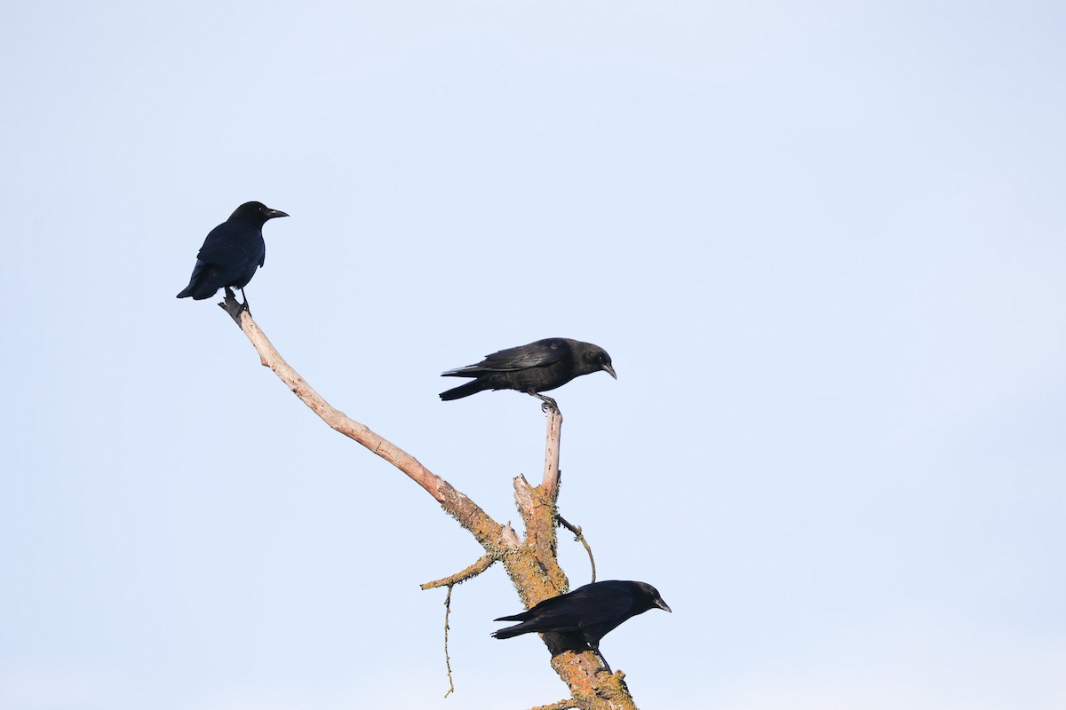 American Crow - ML410889201