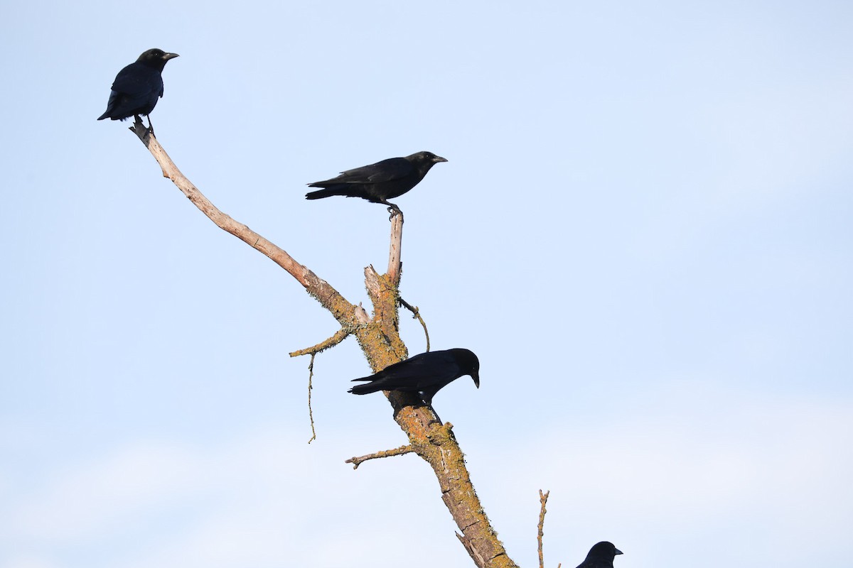 American Crow - ML410889211