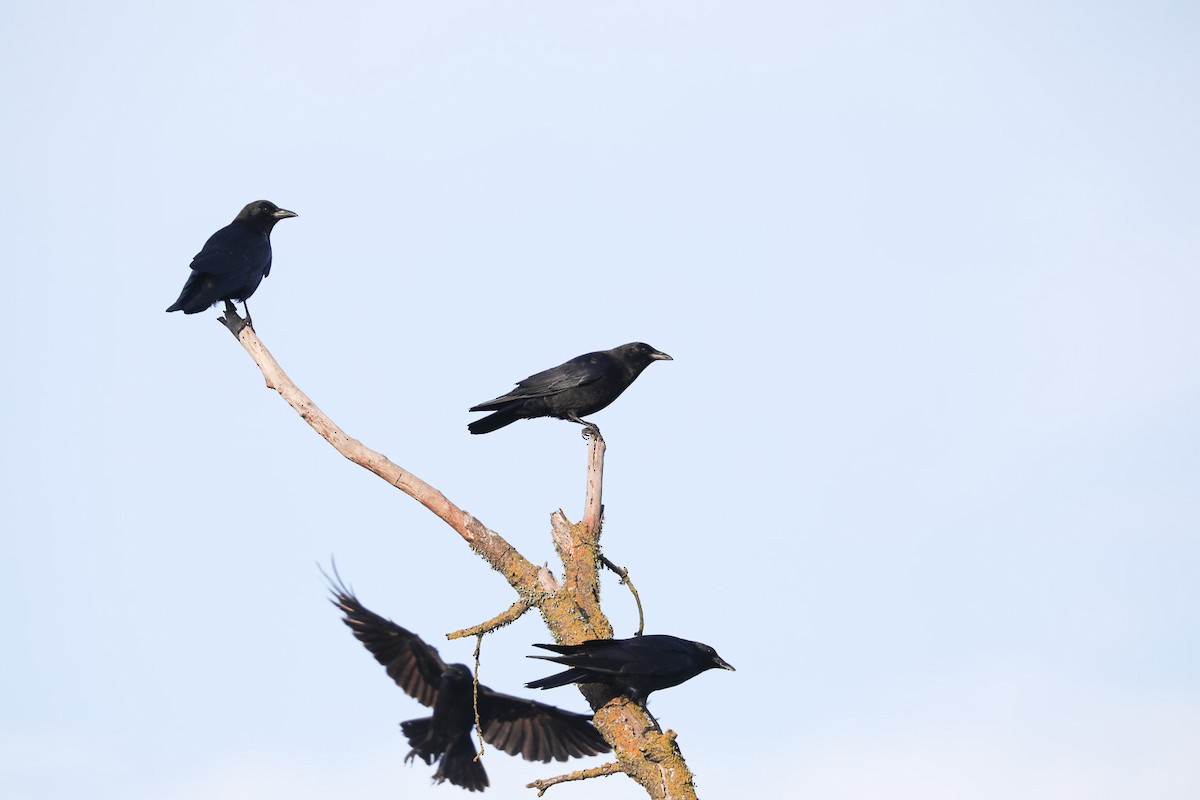 American Crow - ML410889221