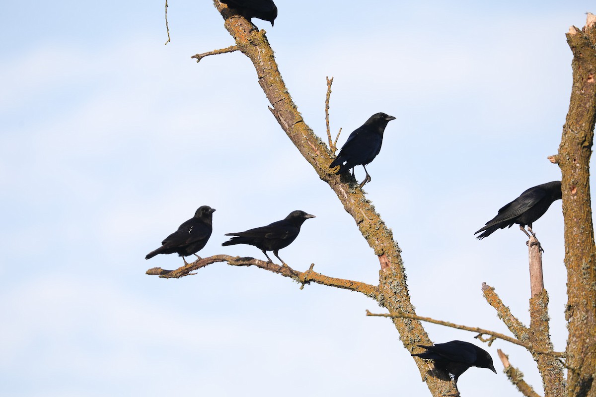 American Crow - ML410889231