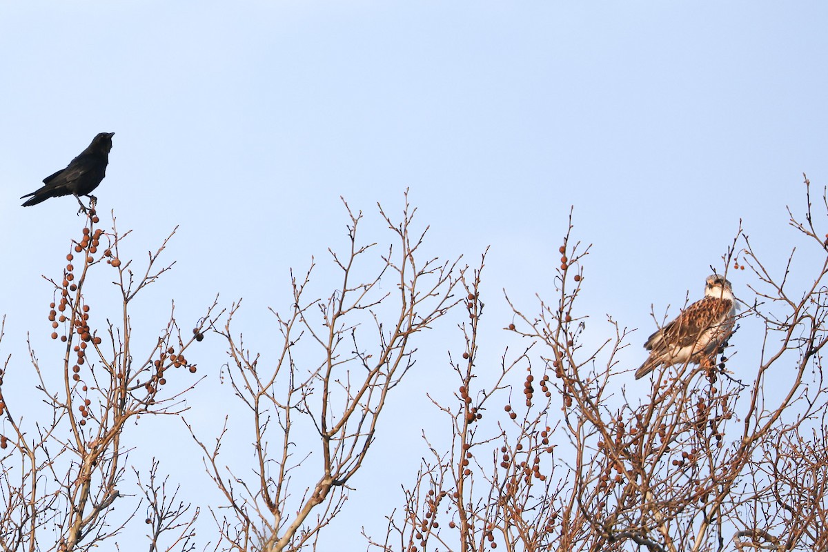 American Crow - ML410889241