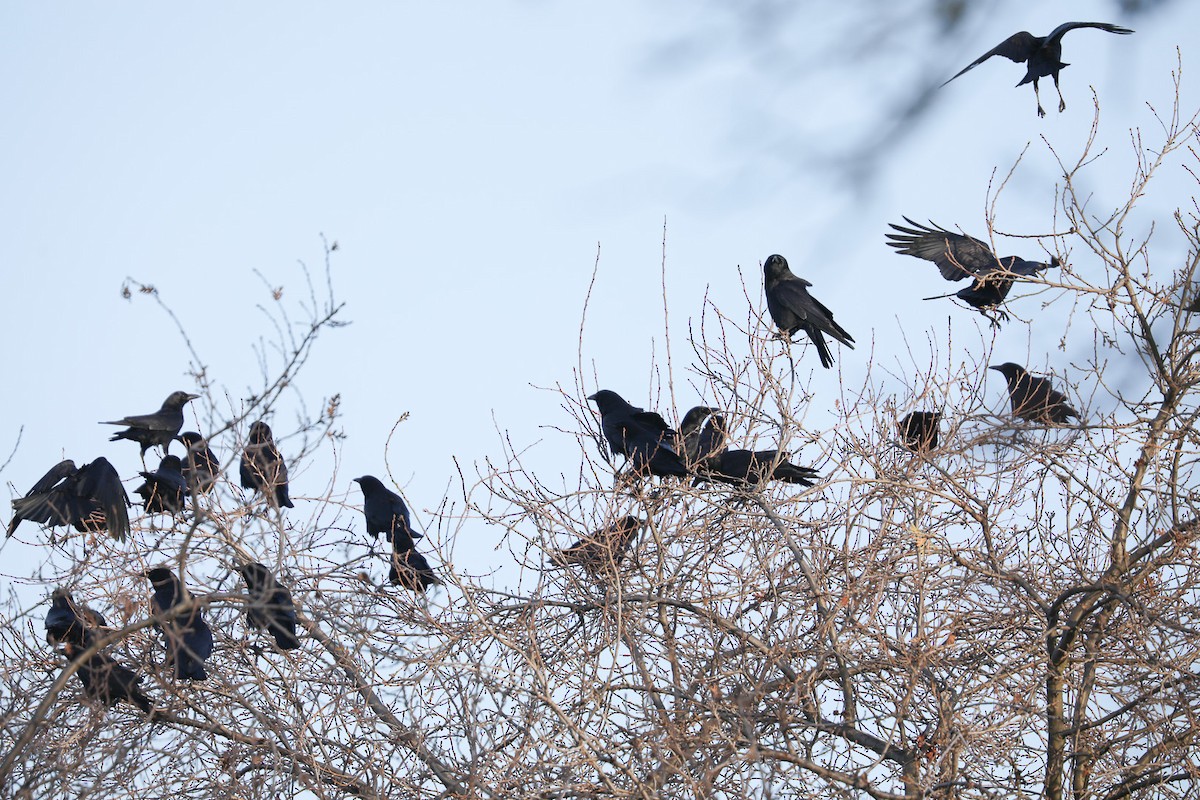 American Crow - ML410889271