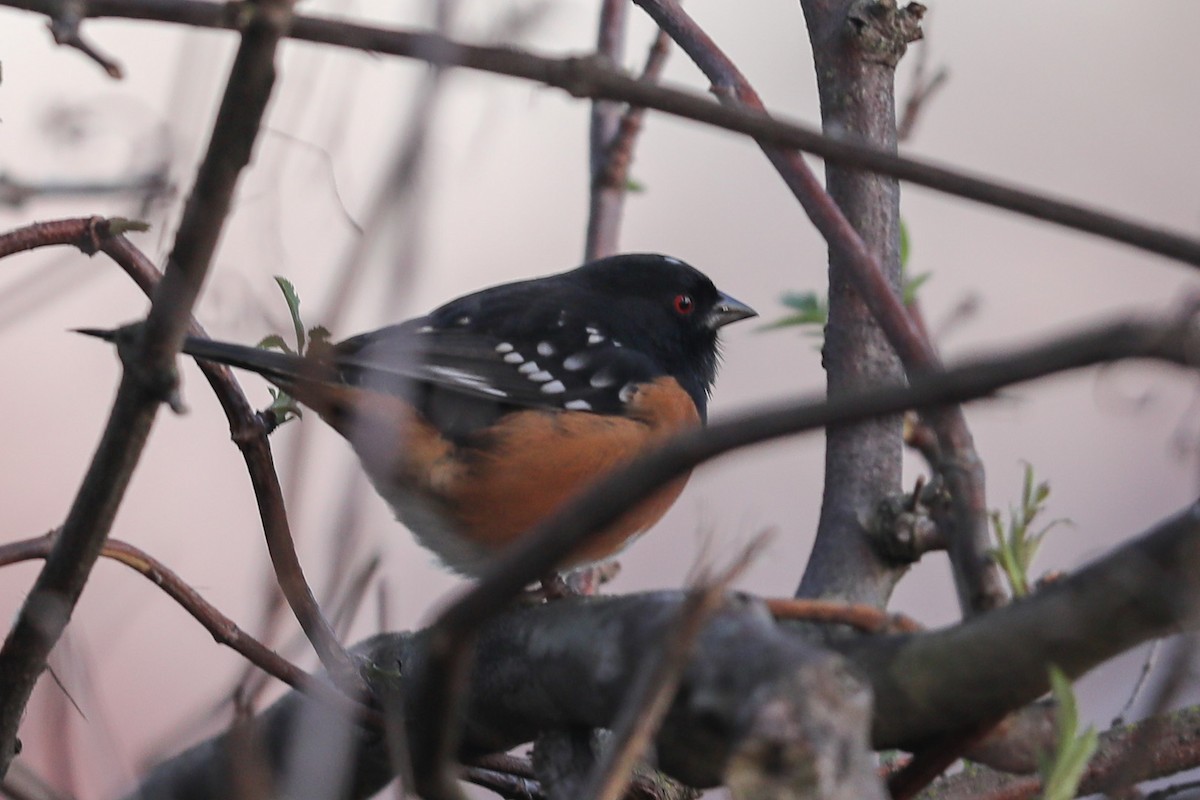 Spotted Towhee - ML410891301