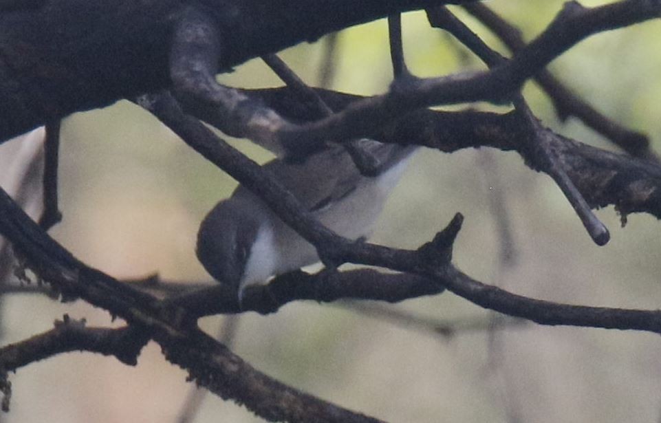 Lesser Whitethroat (Hume's) - ML41089131