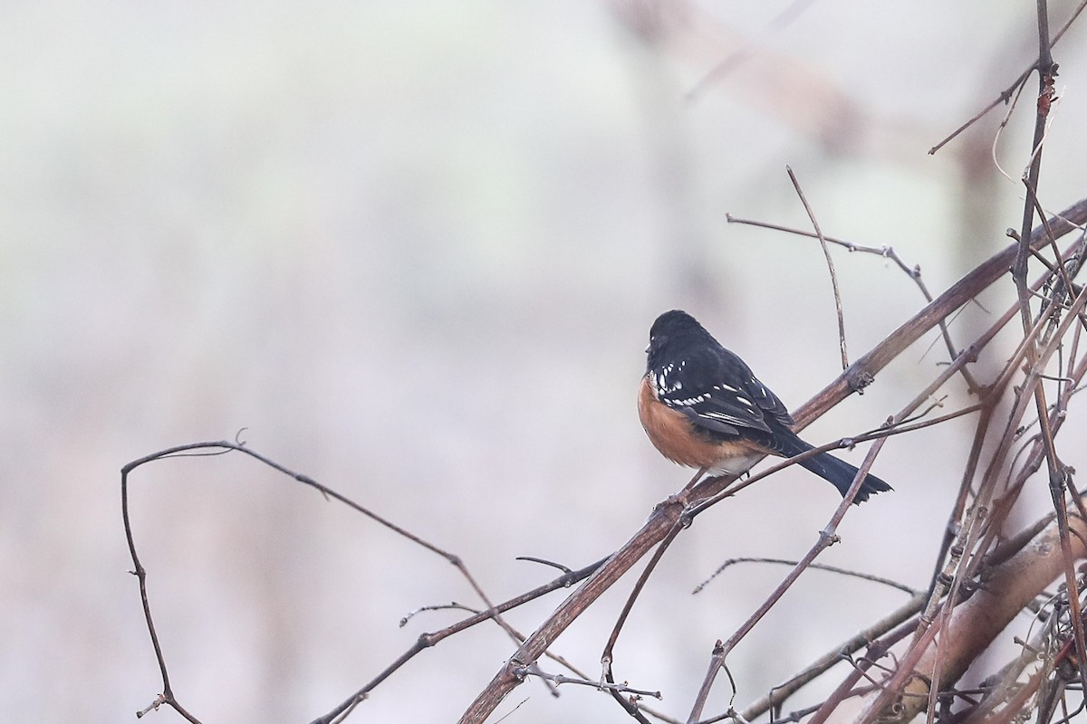 Spotted Towhee - ML410891321