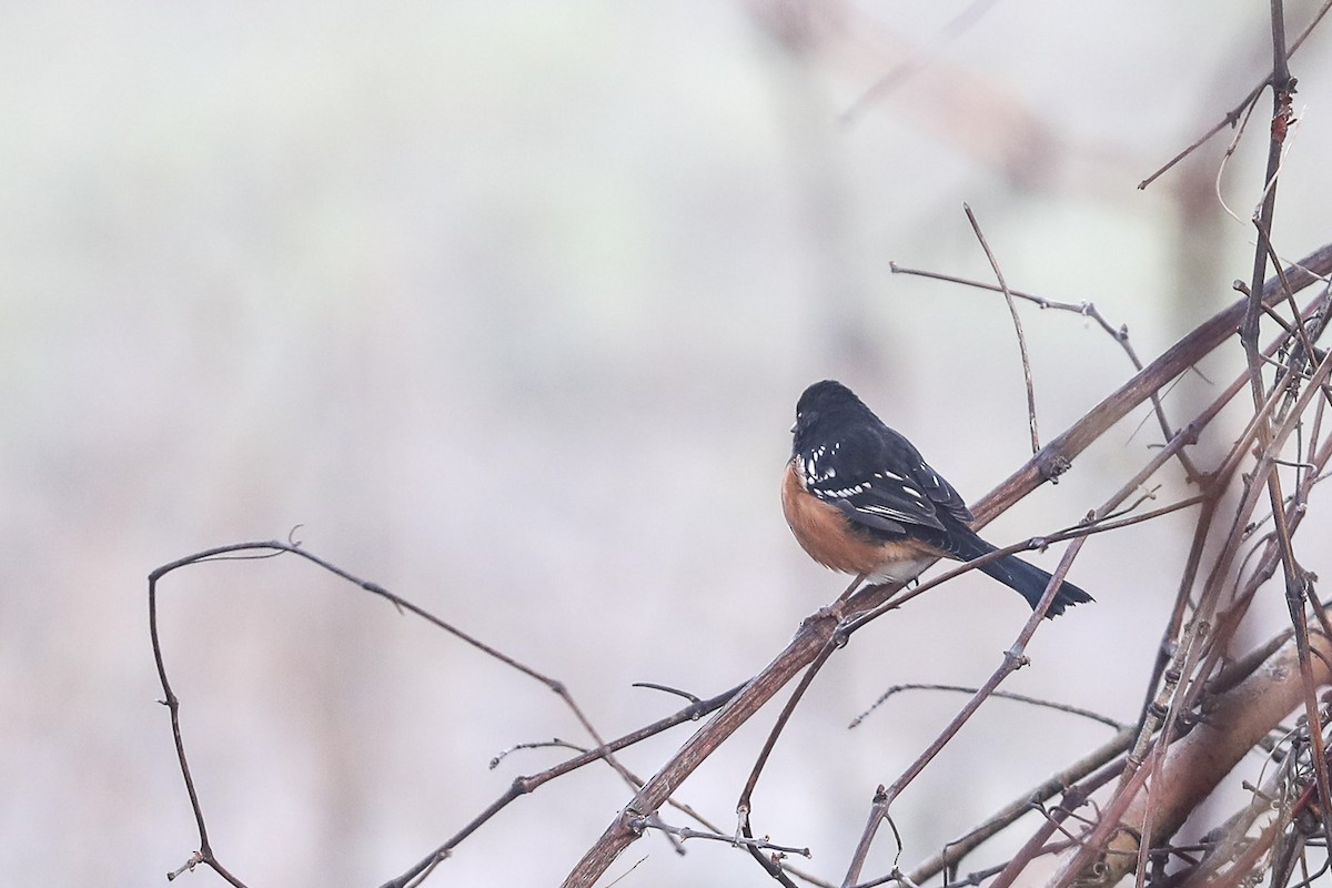 ホシワキアカトウヒチョウ - ML410891321