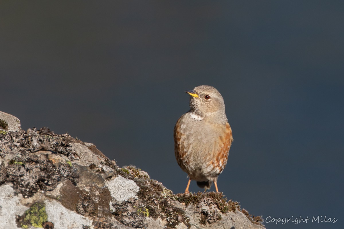 Alpine Accentor - ML410892811