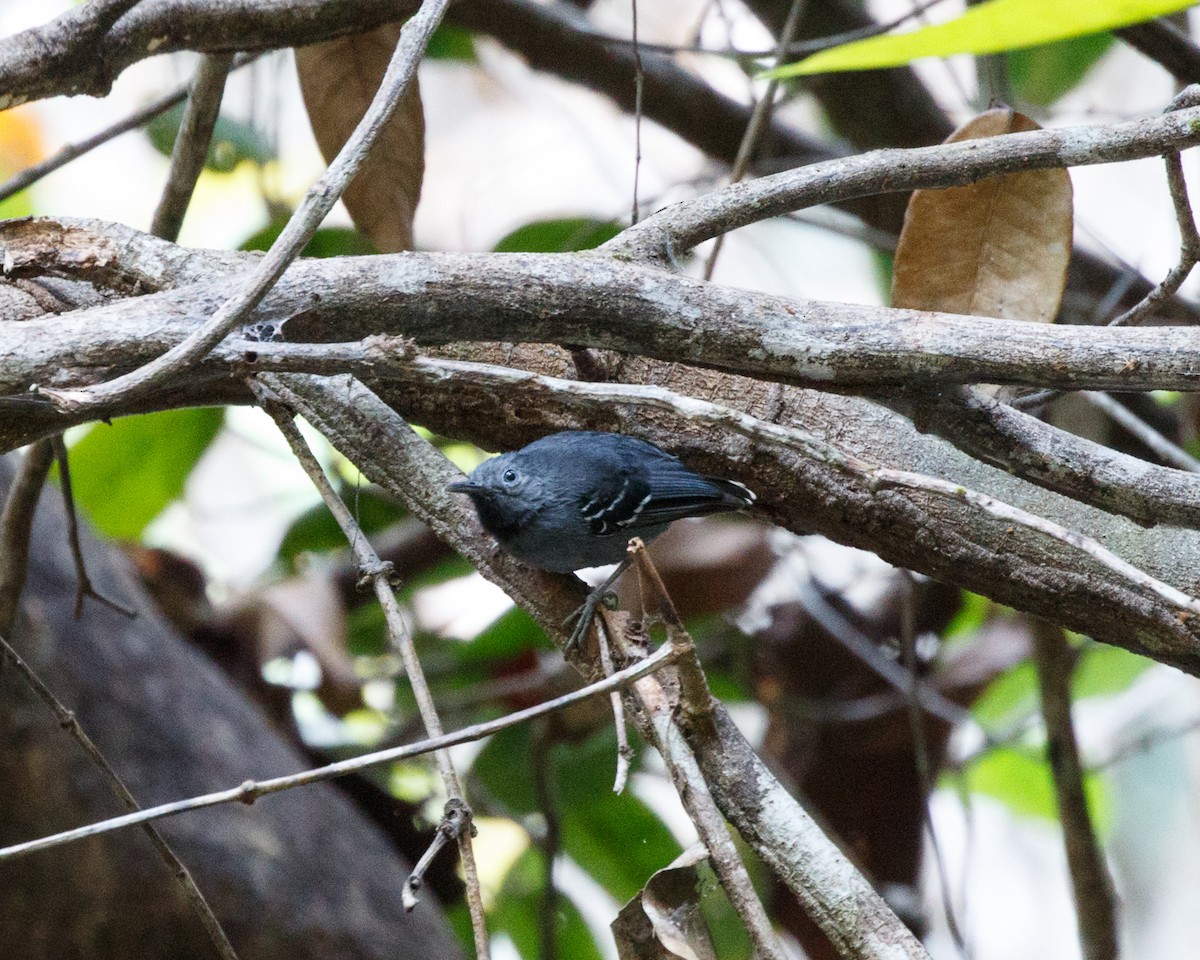 Band-tailed Antbird - ML410892881