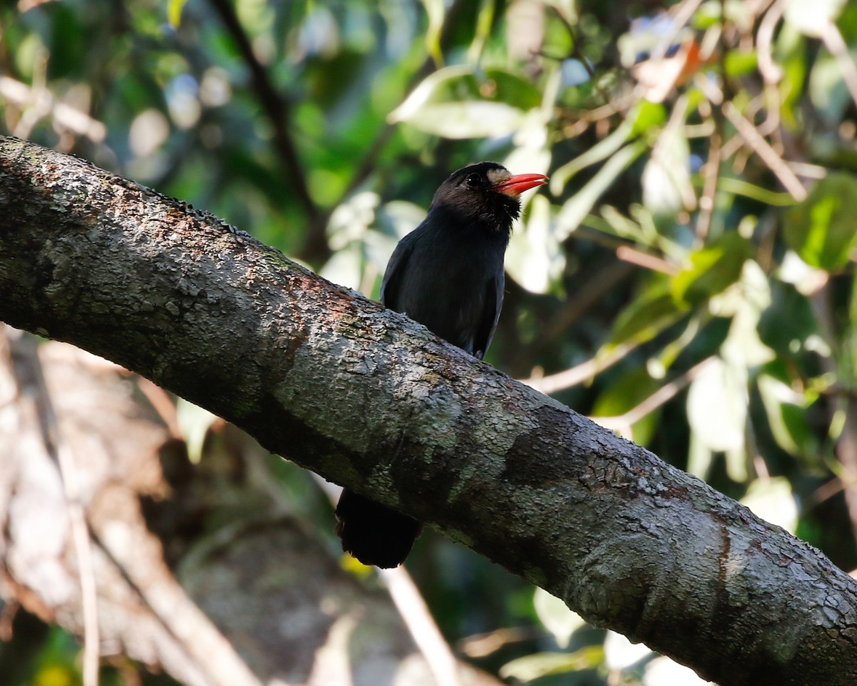White-fronted Nunbird (White-fronted) - Silvia Faustino Linhares