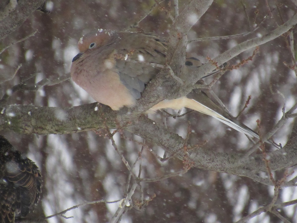 Mourning Dove - ML410893761