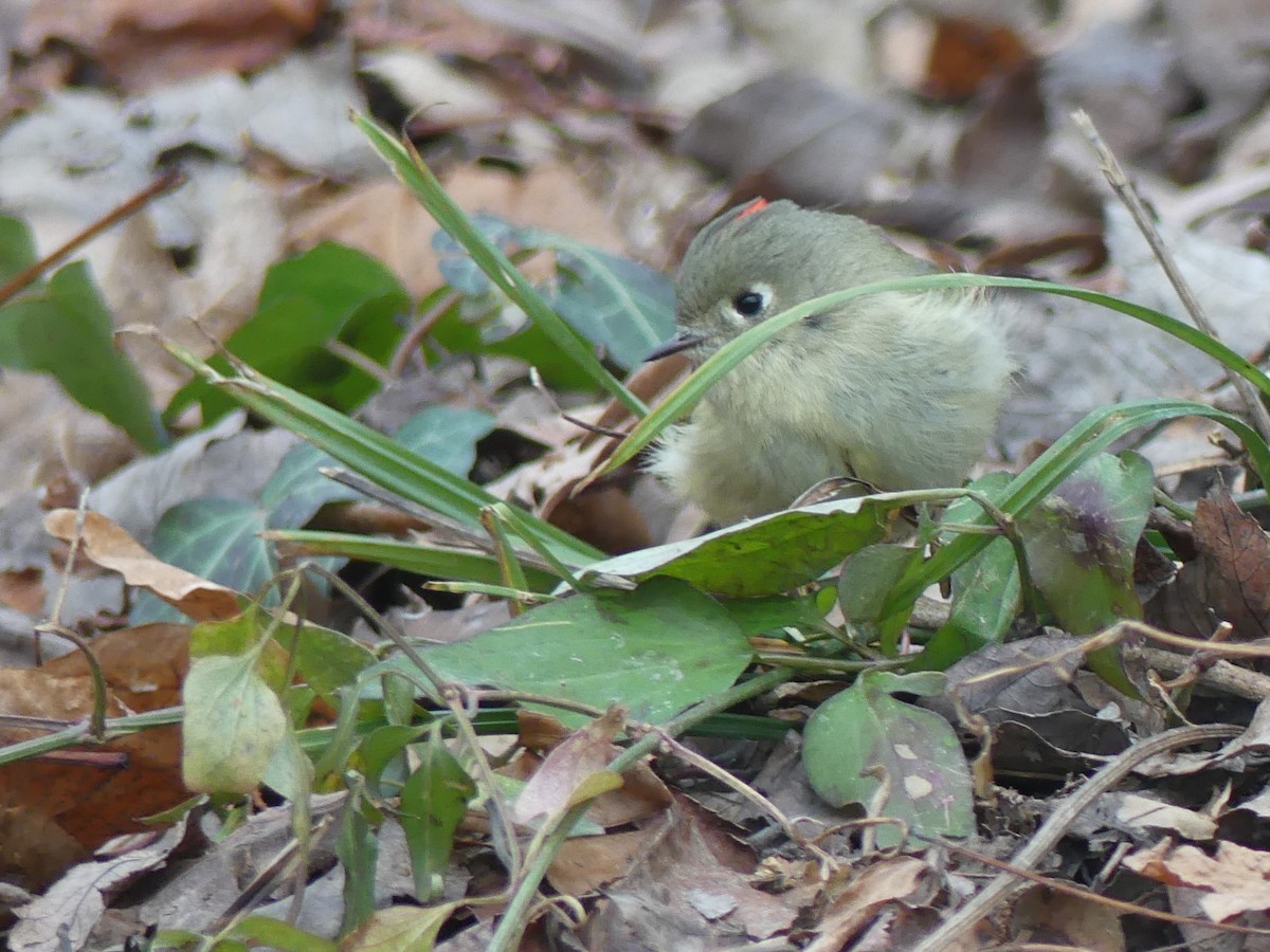 Ruby-crowned Kinglet - ML410893921