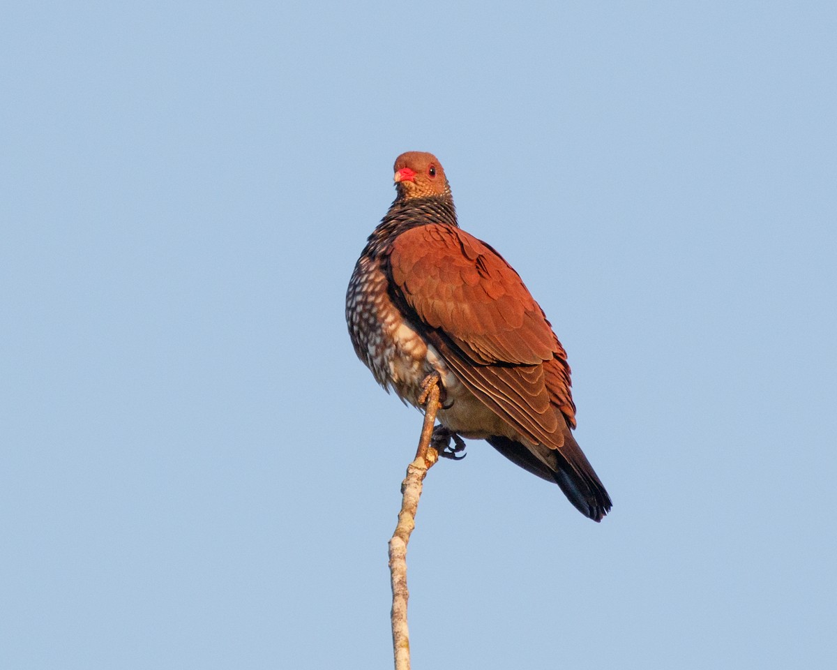 Scaled Pigeon - Silvia Faustino Linhares