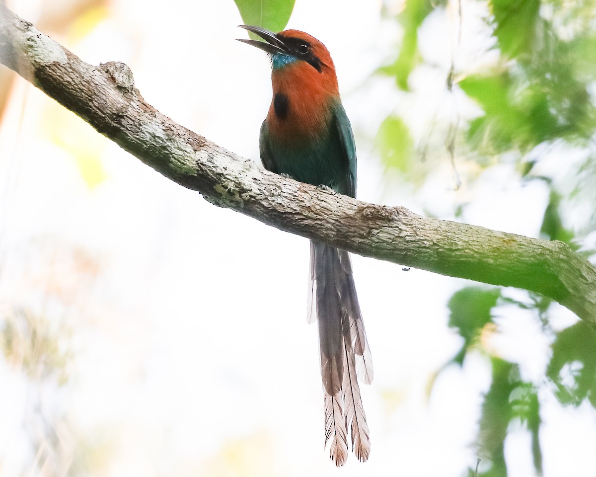 Motmot à bec large (groupe pyrrholaemum) - ML410896091