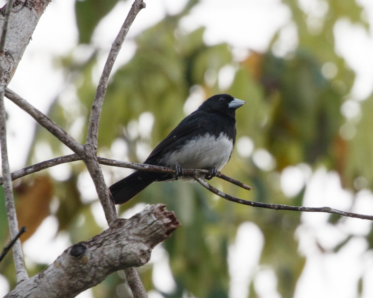 Cone-billed Tanager - ML410896291