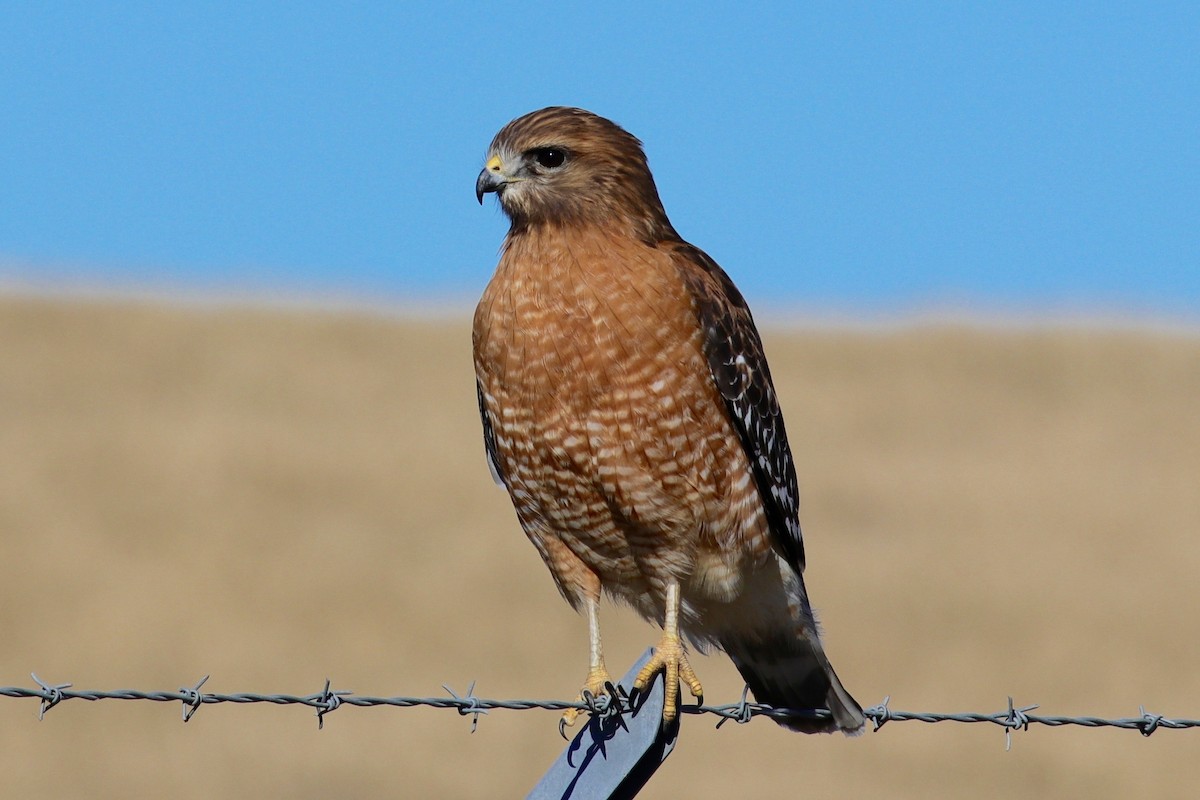 Red-shouldered Hawk - Ronald Newhouse