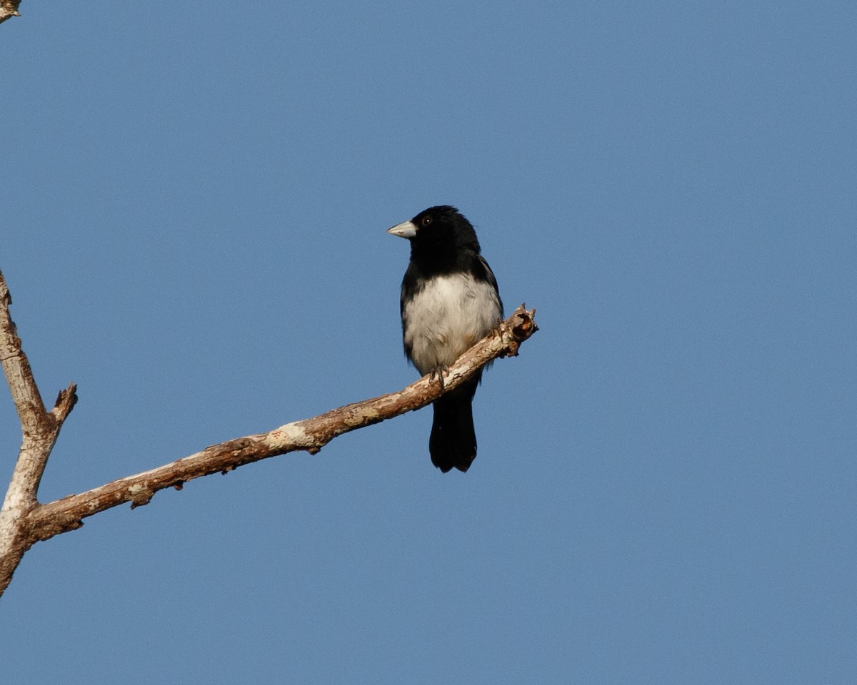 Cone-billed Tanager - ML410896361