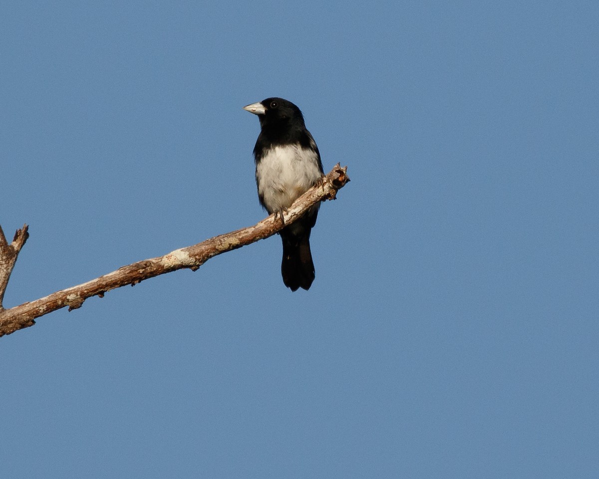 Cone-billed Tanager - ML410896371